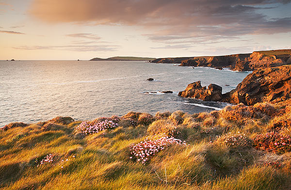 Porth Mear - Wild Cornwall