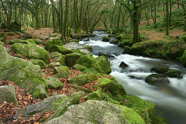 Golitha Falls - Wild Cornwall