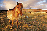 Dartmoor Pony
